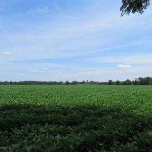 Photo of UNDER CONTRACT!!  35 Acres of Farm and Hunting Land For Sale in Duplin County NC!