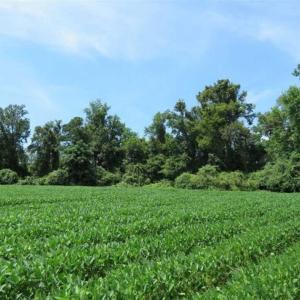 Photo of UNDER CONTRACT!!  35 Acres of Farm and Hunting Land For Sale in Duplin County NC!