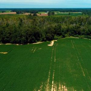 Photo of UNDER CONTRACT!!  35 Acres of Farm and Hunting Land For Sale in Duplin County NC!