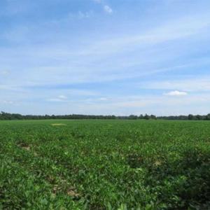 Photo of UNDER CONTRACT!!  35 Acres of Farm and Hunting Land For Sale in Duplin County NC!