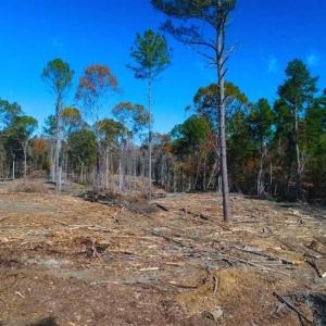 Photo of 23.23 Acres of Residential Land For Sale in Lee County NC!