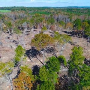 Photo of 23.23 Acres of Residential Land For Sale in Lee County NC!