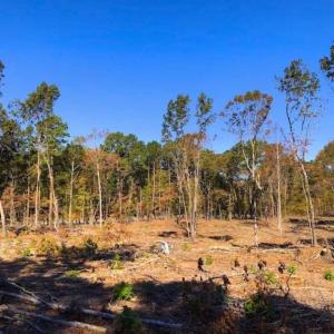 Photo of 23.23 Acres of Residential Land For Sale in Lee County NC!