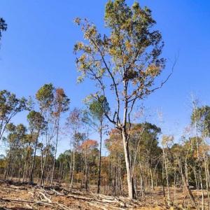 Photo of 23.23 Acres of Residential Land For Sale in Lee County NC!