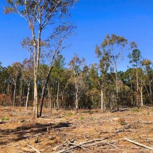 Photo of 23.23 Acres of Residential Land For Sale in Lee County NC!