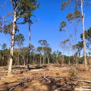 Photo of 23.23 Acres of Residential Land For Sale in Lee County NC!