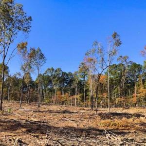 Photo of 23.23 Acres of Residential Land For Sale in Lee County NC!