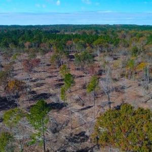 Photo of 23.23 Acres of Residential Land For Sale in Lee County NC!