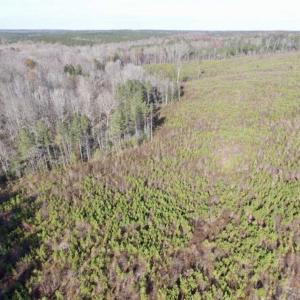 Photo of 114 acres of Recreational and Hunting Land For Sale in Lunenburg County VA!