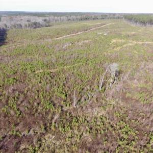 Photo of 114 acres of Recreational and Hunting Land For Sale in Lunenburg County VA!