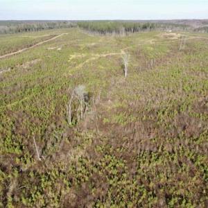Photo of 114 acres of Recreational and Hunting Land For Sale in Lunenburg County VA!