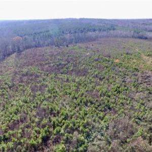 Photo of 114 acres of Recreational and Hunting Land For Sale in Lunenburg County VA!