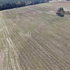 Photo of 69 acres of Hunting and Farmland For Sale in Robeson County NC!