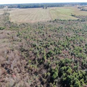 Photo of 69 acres of Hunting and Farmland For Sale in Robeson County NC!