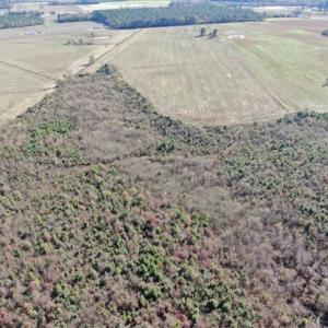 Photo of 69 acres of Hunting and Farmland For Sale in Robeson County NC!