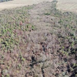 Photo of 69 acres of Hunting and Farmland For Sale in Robeson County NC!
