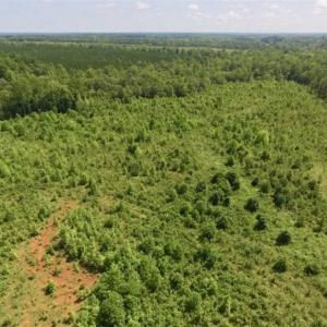 Photo of UNDER CONTRACT!!  49.5 Acres of Recreational and Hunting Land For Sale in Brunswick County VA!