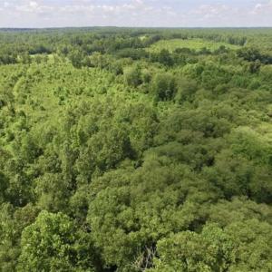 Photo of UNDER CONTRACT!!  49.5 Acres of Recreational and Hunting Land For Sale in Brunswick County VA!