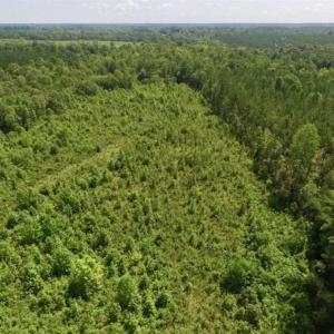 Photo of UNDER CONTRACT!!  49.5 Acres of Recreational and Hunting Land For Sale in Brunswick County VA!