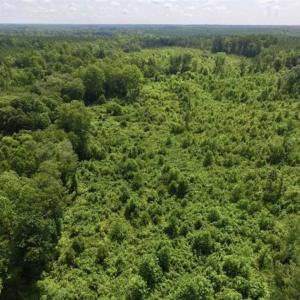 Photo of UNDER CONTRACT!!  49.5 Acres of Recreational and Hunting Land For Sale in Brunswick County VA!