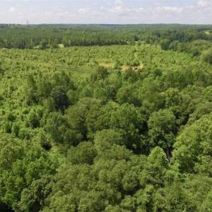 Photo of UNDER CONTRACT!!  49.5 Acres of Recreational and Hunting Land For Sale in Brunswick County VA!