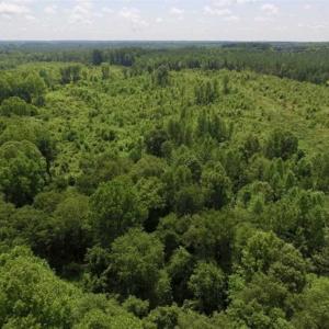 Photo of UNDER CONTRACT!!  49.5 Acres of Recreational and Hunting Land For Sale in Brunswick County VA!