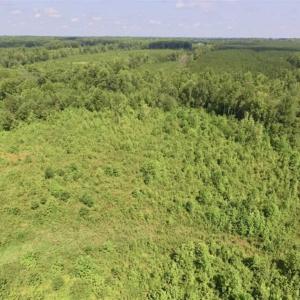 Photo of UNDER CONTRACT!!  49.5 Acres of Recreational and Hunting Land For Sale in Brunswick County VA!