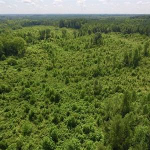 Photo of UNDER CONTRACT!!  49.5 Acres of Recreational and Hunting Land For Sale in Brunswick County VA!