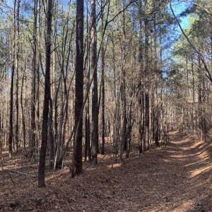 Photo of UNDER CONTRACT!!  107.9 Acres of Timber and Hunting Land For Sale in Nash County NC!