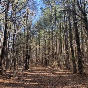 Photo of UNDER CONTRACT!!  107.9 Acres of Timber and Hunting Land For Sale in Nash County NC!