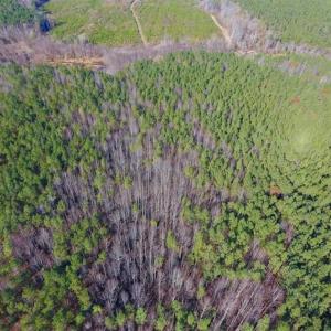 Photo of UNDER CONTRACT!!  107.9 Acres of Timber and Hunting Land For Sale in Nash County NC!