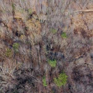 Photo of UNDER CONTRACT!!  107.9 Acres of Timber and Hunting Land For Sale in Nash County NC!