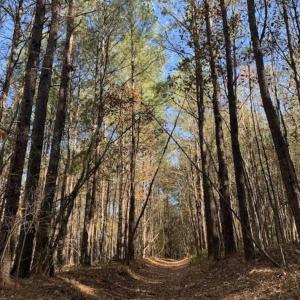 Photo of UNDER CONTRACT!!  107.9 Acres of Timber and Hunting Land For Sale in Nash County NC!