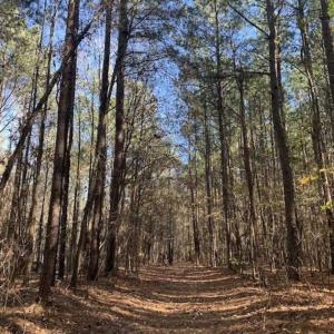 Photo of UNDER CONTRACT!!  107.9 Acres of Timber and Hunting Land For Sale in Nash County NC!