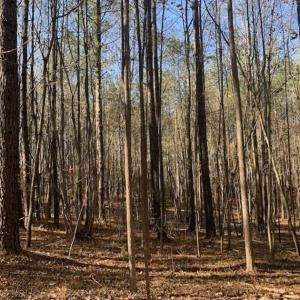 Photo of UNDER CONTRACT!!  107.9 Acres of Timber and Hunting Land For Sale in Nash County NC!