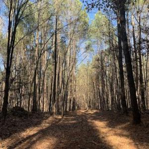 Photo of UNDER CONTRACT!!  107.9 Acres of Timber and Hunting Land For Sale in Nash County NC!
