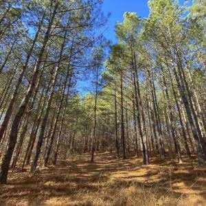 Photo of 41.32 Acres of Farm and Hunting Land for Sale in Rockingham County NC!
