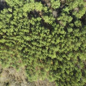 Photo of 41.32 Acres of Farm and Hunting Land for Sale in Rockingham County NC!
