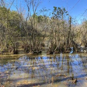 Photo of 41.32 Acres of Farm and Hunting Land for Sale in Rockingham County NC!