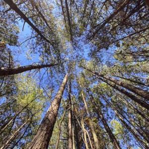 Photo of 41.32 Acres of Farm and Hunting Land for Sale in Rockingham County NC!