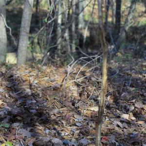 Photo of 41.32 Acres of Farm and Hunting Land for Sale in Rockingham County NC!