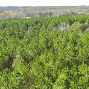 Photo of 41.32 Acres of Farm and Hunting Land for Sale in Rockingham County NC!