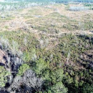 Photo of 166 acres of Timberland For Sale in Pitt County NC!