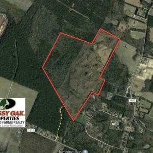 Photo of 166 acres of Timberland For Sale in Pitt County NC!