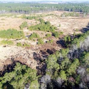 Photo of 166 acres of Timberland For Sale in Pitt County NC!