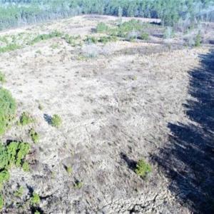 Photo of 166 acres of Timberland For Sale in Pitt County NC!