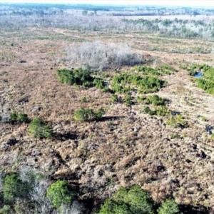 Photo of 166 acres of Timberland For Sale in Pitt County NC!