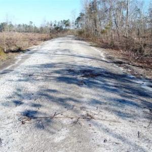 Photo of 166 acres of Timberland For Sale in Pitt County NC!