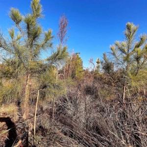 Photo of 166 acres of Timberland For Sale in Pitt County NC!