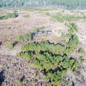 Photo of 166 acres of Timberland For Sale in Pitt County NC!